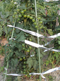 tomato.jpg