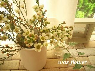 waxflower