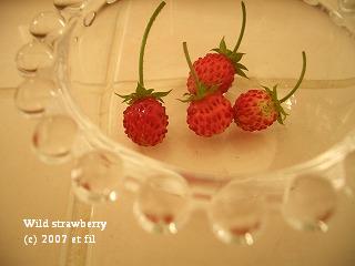 wildstrawberry