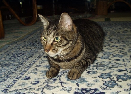 なつめ５０９２４A