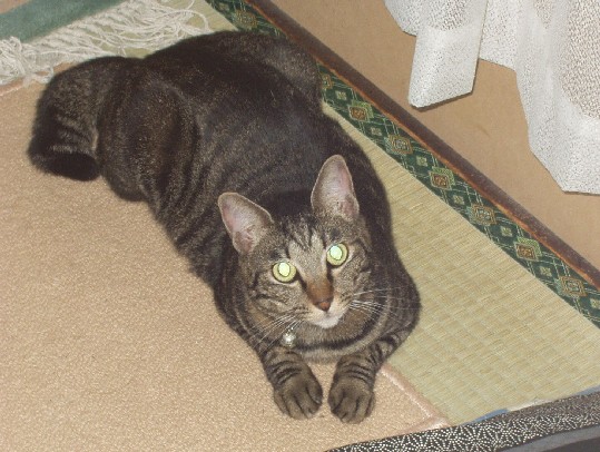 なつめ５０９２４B