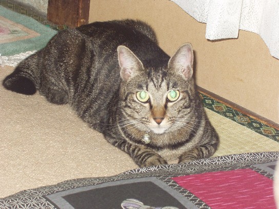 なつめ５０９２４C