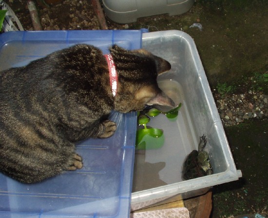 なつめ５０９２３A