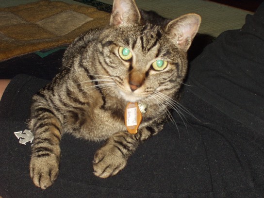 なつめ５０６０９A