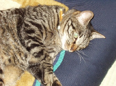 なつめ５０６０９B