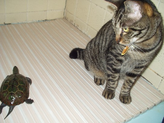 なつめ５０６０５