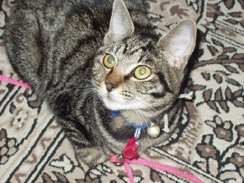 なつめ４１０１９A