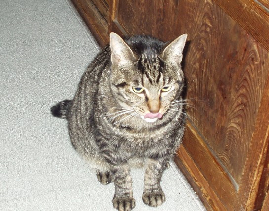 なつめ５０５１０