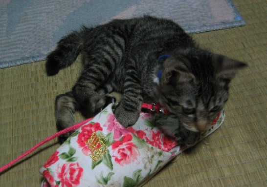 なつめ４０９０３A