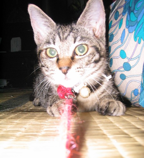 なつめ４０９０３B