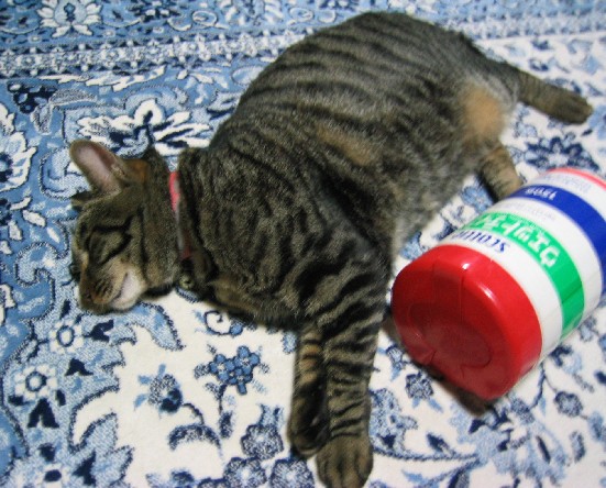 なつめ５０７２８