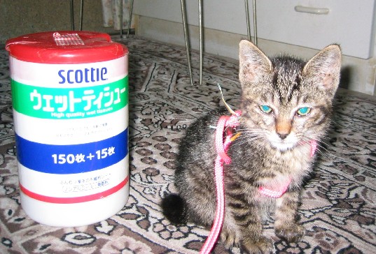 なつめ４０７２８