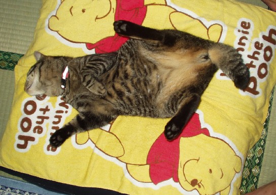 なつめ５０６１３