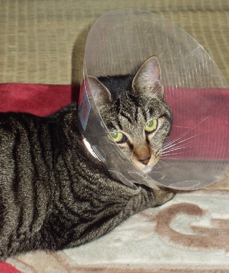 なつめ５０１２６