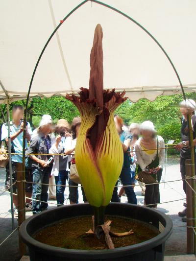 巨大な花 ショクダイオオコンニャク デジカメ遊歩 楽天ブログ