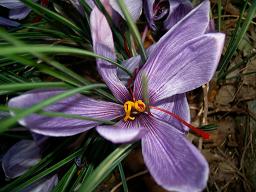 画像 054(不明）.