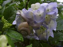 あじさいの花とかたつむり