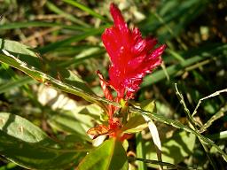 画像 056(不明）.