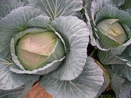 キャベツ・1.JPG