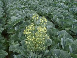キャベツの花・2