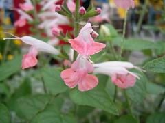 画像 2001コーラルニンフ.JPG