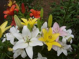 ユリが一杯・その1.