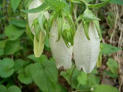 ホタルブクロ・1