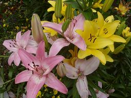 ユリが一杯・その2.
