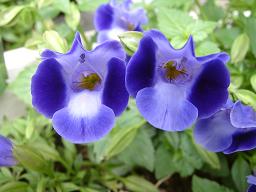 パープルムーン（夏すみれ）