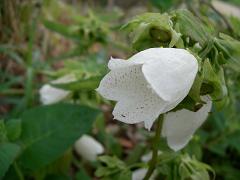 ホタルブクロ・2