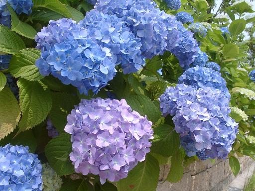 紫陽花・1
