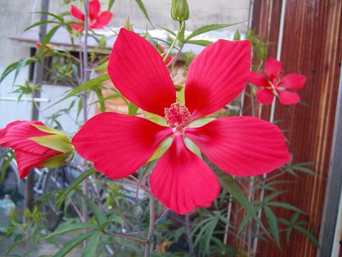 モミジアオイ・1.