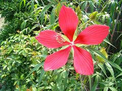 モミジアオイ・2.