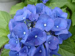 紫陽花・3