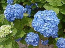 紫陽花・2