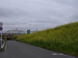 桂川の菜の花・2