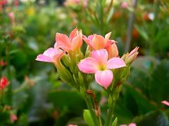 カランコエ・2.