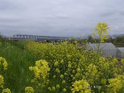 桂川の菜の花・1