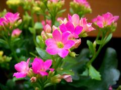 カランコエ・3.