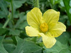 スイカの花・1