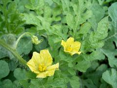 スイカの花・2