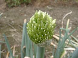 ネギの花・2.