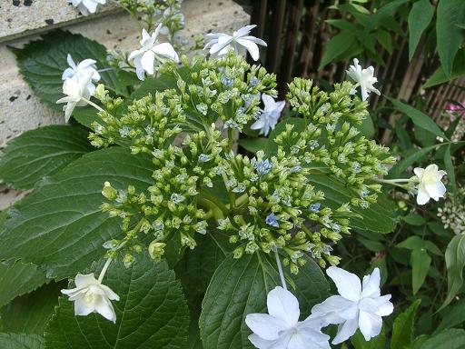紫陽花(スミダの花火)