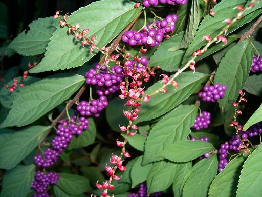 コムラサキ と ミズヒキ.