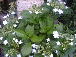 ご近所さんの紫陽花