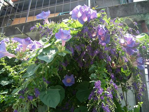 咲き乱れて（朝顔とデュランタ）