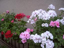 ご近所さんの花