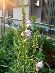 画像 0971.JPG