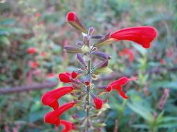 ベニバナサルビア（紅花サルビア）・2..