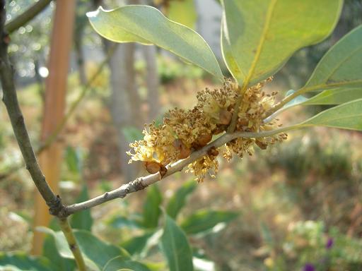 152ページ目の 私の趣味 花の写真撮影 だい のひとりごと 楽天ブログ